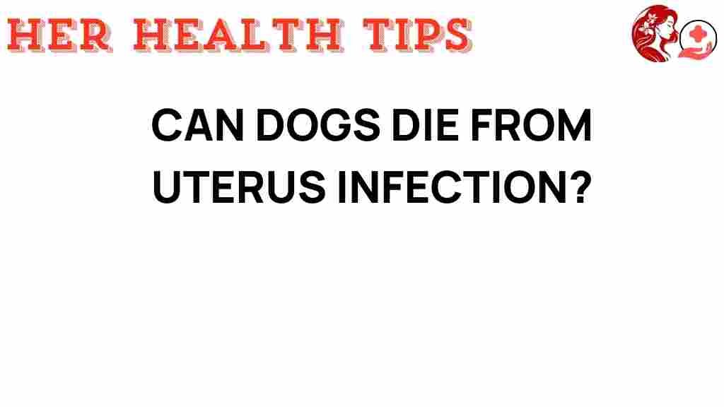 canine-health-uterus-infection