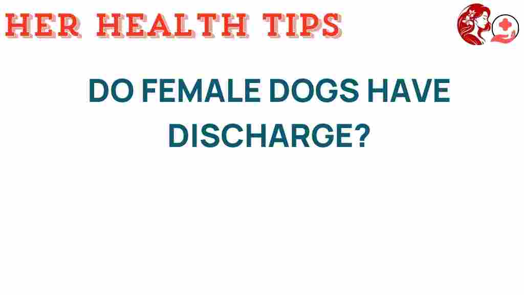 female-dogs-discharge