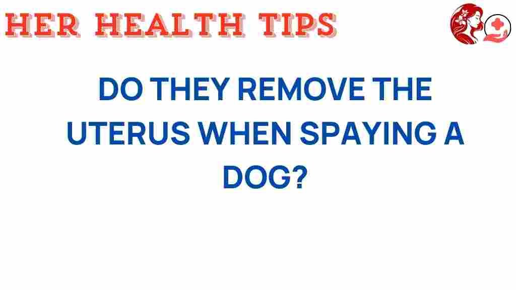 spaying-dog-uterus-removal