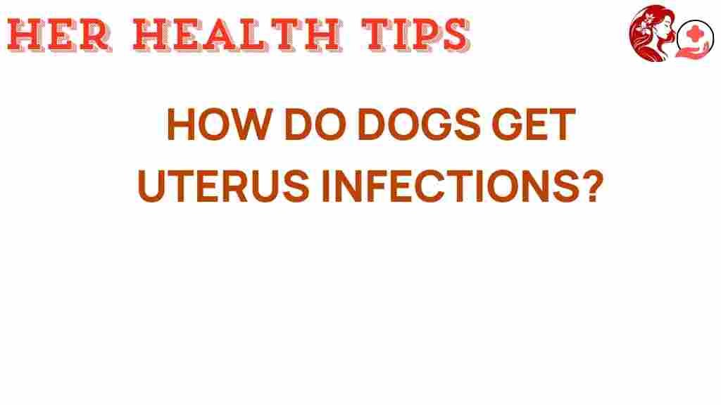 dogs-uterus-infections