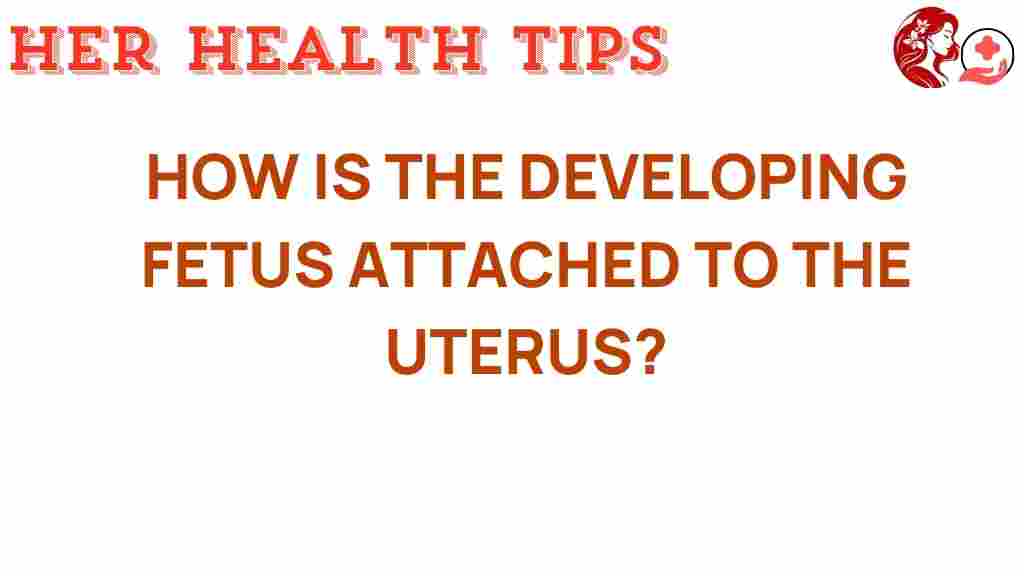fetal-attachment-to-uterus
